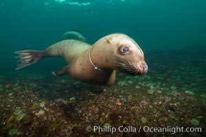 Steller sea lion entanglement, line wrapped around the sea lion's neck,  injury and infection from the wound can weaken and kill the animal, Norris Rocks, Hornby Island, British Columbia, Canada, Eumetopias jubatus