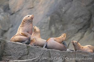 Steller sea lions (Northern sea lions) gather on rocks.  Steller sea lions are the largest members of the Otariid (eared seal) family.  Males can weigh up to 2400 lb, females up to 770 lb, Eumetopias jubatus, Chiswell Islands, Kenai Fjords National Park, Alaska