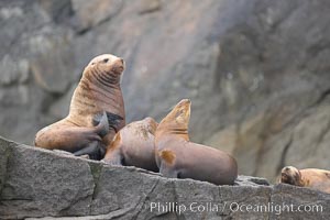 Steller sea lions (Northern sea lions) gather on rocks.  Steller sea lions are the largest members of the Otariid (eared seal) family.  Males can weigh up to 2400 lb., females up to 770 lb. Chiswell Islands, Kenai Fjords National Park, Alaska, USA, Eumetopias jubatus, natural history stock photograph, photo id 16976