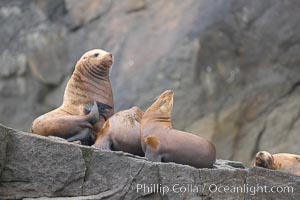 Steller sea lions (Northern sea lions) gather on rocks.  Steller sea lions are the largest members of the Otariid (eared seal) family.  Males can weigh up to 2400 lb, females up to 770 lb, Eumetopias jubatus, Chiswell Islands, Kenai Fjords National Park, Alaska