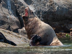 Steller Sea Lion hauled out on Centre Islet, near Cortes Island, British Columbia, Eumetopias jubatus