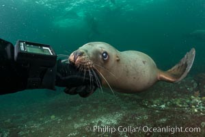 Steller Sea Lion Mouth My Hand and Dive Computer, a combination of curiosity and playfulness, Hornby Island, Canada, Eumetopias jubatus