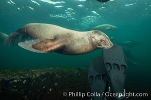 Steller sea lion nibbles my fin, curiousity and playfulness, Norris Rocks, Hornby Island, British Columbia, Canada, Eumetopias jubatus