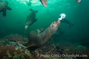 Steller sea lion underwater bubble display, Norris Rocks, Hornby Island, British Columbia, Canada