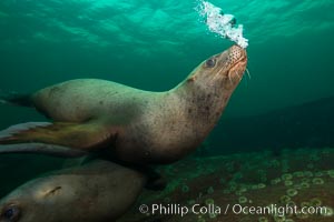 Steller sea lion underwater bubble display, Norris Rocks, Hornby Island, British Columbia, Canada