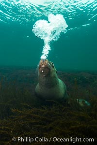 Steller sea lion underwater bubble display, Norris Rocks, Hornby Island, British Columbia, Canada