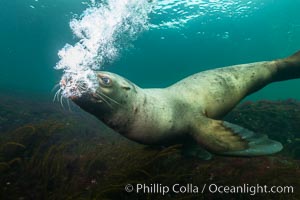 Steller sea lion underwater bubble display, Norris Rocks, Hornby Island, British Columbia, Canada, Eumetopias jubatus