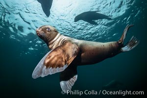 Steller sea lion underwater, Norris Rocks, Hornby Island, British Columbia, Canada