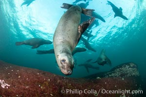 Steller sea lion underwater, Norris Rocks, Hornby Island, British Columbia, Canada, Eumetopias jubatus