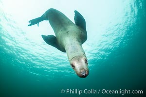 Steller sea lion underwater, Norris Rocks, Hornby Island, British Columbia, Canada, Eumetopias jubatus