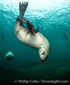 Steller sea lion underwater, Norris Rocks, Hornby Island, British Columbia, Canada