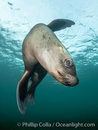 Steller sea lion underwater, Norris Rocks, Hornby Island, British Columbia, Canada, Eumetopias jubatus