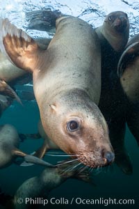 Steller sea lion underwater, Norris Rocks, Hornby Island, British Columbia, Canada, Eumetopias jubatus