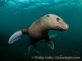 Steller sea lion underwater, Norris Rocks, Hornby Island, British Columbia, Canada, Eumetopias jubatus