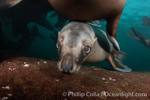 Steller sea lion underwater, Norris Rocks, Hornby Island, British Columbia, Canada, Eumetopias jubatus