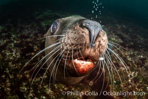 Steller sea lions underwater, showing whiskers and nose, Norris Rocks, Hornby Island, British Columbia, Canada, Eumetopias jubatus