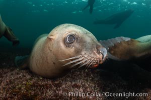 Steller sea lion underwater, Norris Rocks, Hornby Island, British Columbia, Canada, Eumetopias jubatus