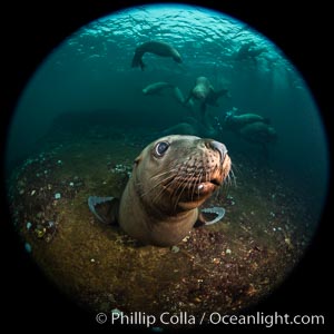 Steller sea lion underwater, Norris Rocks, Hornby Island, British Columbia, Canada, Eumetopias jubatus