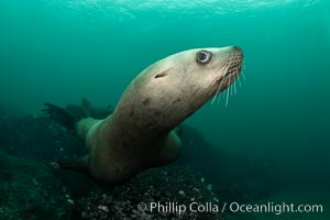 Steller sea lion underwater, Norris Rocks, Hornby Island, British Columbia, Canada, Eumetopias jubatus