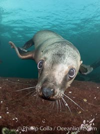 Steller sea lions underwater, showing whiskers and nose, Norris Rocks, Hornby Island, British Columbia, Canada, Eumetopias jubatus