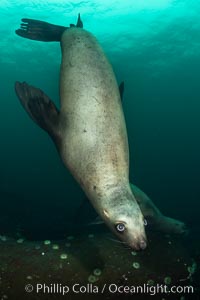 Steller sea lion underwater, Norris Rocks, Hornby Island, British Columbia, Canada, Eumetopias jubatus