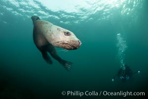 Steller sea lion underwater, Norris Rocks, Hornby Island, British Columbia, Canada, Eumetopias jubatus