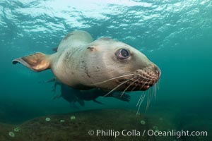 Steller sea lion underwater, Norris Rocks, Hornby Island, British Columbia, Canada, Eumetopias jubatus