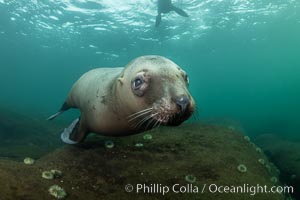 Steller sea lion underwater, Norris Rocks, Hornby Island, British Columbia, Canada, Eumetopias jubatus