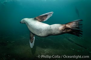 Steller sea lion underwater, Norris Rocks, Hornby Island, British Columbia, Canada, Eumetopias jubatus