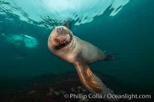 Underwater Photos of Steller Sea Lions (Northern Sea Lions), Eumetopias jubatus