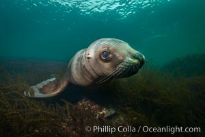 Steller sea lion underwater, Norris Rocks, Hornby Island, British Columbia, Canada