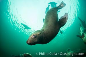 Steller sea lion underwater, Norris Rocks, Hornby Island, British Columbia, Canada