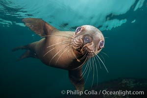 Steller sea lion underwater, Norris Rocks, Hornby Island, British Columbia, Canada