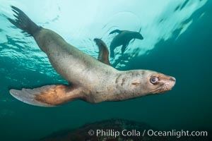 Steller sea lion underwater, Norris Rocks, Hornby Island, British Columbia, Canada