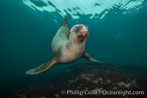 Steller sea lion underwater, Norris Rocks, Hornby Island, British Columbia, Canada, Eumetopias jubatus