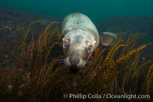 Steller sea lion underwater, Norris Rocks, Hornby Island, British Columbia, Canada