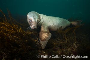 Steller sea lion underwater, Norris Rocks, Hornby Island, British Columbia, Canada, Eumetopias jubatus