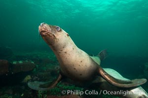 Steller sea lion underwater, Norris Rocks, Hornby Island, British Columbia, Canada, Eumetopias jubatus