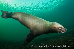 Steller sea lion underwater, Norris Rocks, Hornby Island, British Columbia, Canada