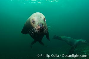 Steller sea lion underwater, Norris Rocks, Hornby Island, British Columbia, Canada, Eumetopias jubatus