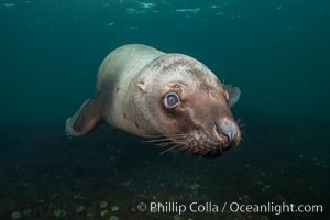 Steller sea lion underwater, Norris Rocks, Hornby Island, British Columbia, Canada