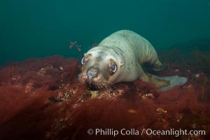 Steller sea lion underwater, Norris Rocks, Hornby Island, British Columbia, Canada, Eumetopias jubatus