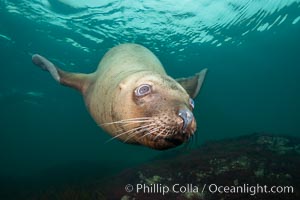 Steller sea lion underwater, Norris Rocks, Hornby Island, British Columbia, Canada, Eumetopias jubatus