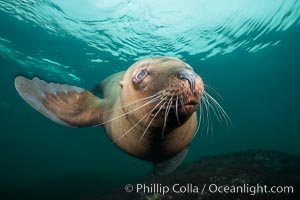 Steller sea lion underwater, Norris Rocks, Hornby Island, British Columbia, Canada, Eumetopias jubatus