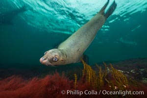 Steller sea lion underwater, Norris Rocks, Hornby Island, British Columbia, Canada, Eumetopias jubatus