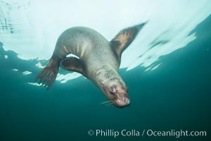 Steller sea lion underwater, Norris Rocks, Hornby Island, British Columbia, Canada, Eumetopias jubatus