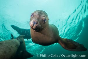 Steller sea lion underwater, Norris Rocks, Hornby Island, British Columbia, Canada, Eumetopias jubatus