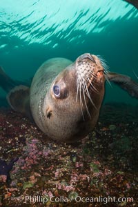 Steller sea lion underwater, Norris Rocks, Hornby Island, British Columbia, Canada