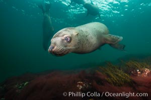 Steller sea lion underwater, Norris Rocks, Hornby Island, British Columbia, Canada, Eumetopias jubatus