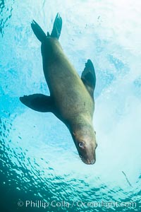 Steller sea lion underwater, Norris Rocks, Hornby Island, British Columbia, Canada